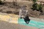 Не только собаки мешают: астраханцы жалуются на кошек которые портят грядки, метят двери и плодятся без контроля