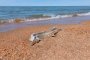Каспийское море продолжает стремительно мелеть Каспийское море продолжает стремительно мелеть