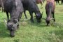 Астраханские фермеры закупают буйволов