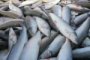 В 2015 году в Астраханской области добыли почти 43 тыс. тонн рыбы