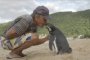 Пингвин ежегодно преодолевает 8 тысяч километров для встречи со своим спасителем (ВИДЕО)