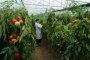 Астраханские аграрии сделают акцент на развитие тепличных хозяйств