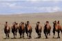 Верблюды, спасаясь от машин, запрыгивают на иномарку (видео)