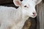 Астраханцы тысячами продают овец в Грузию