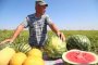В Астраханской области Сварщик из Икрянинского района выращивает арбузы