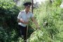 В Астрахани уничтожено более 10 тыс. кустов конопли