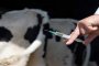 В Астраханской области началась вакцинация крупного рогатого скота