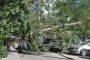 На улице Куликова упало дерево
