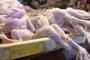 На мясном рынке Астраханской области в цене курятина