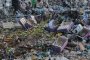 В Астраханской области раздавили польские груши, которые выдавали за йеменские