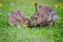 Кролики признаны одними из самых опасных животных на земле