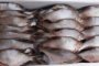 Астраханские полицейские задержали «Газель» с 1200 килограммами рыбы частиковых пород