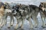 Астраханские животноводы опасаются нападения волков на овечьи стада