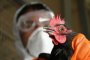 Ситуация с распространением птичьего гриппа в России ухудшилась