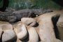 Крокодил, чудом выживший в пожаре в Астрахани, отказывается от еды
