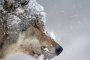 В Астраханской области волки задрали 370 голов скота