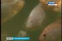 Экзотическая для России рыба телапия получила прочную прописку в Астраханской области