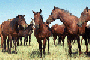 Астраханских лошадей задержали в Саратове