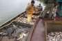 Астраханских рыбопромышленников призывают выйти из тени