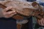 Астраханские палеонтологи нашли череп хазарской лошади