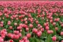 В Астрахани высадят более пяти тысяч тюльпанов