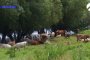 Астраханские фермеры опасаются очередной вспышки африканской чумы у коров