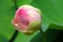 В Астраханской области близится массовое цветение каспийского лотоса