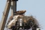 Энергетическая компания заплатит полмиллиона за гибель орлов в Волгоградской области