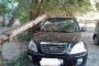 В Астрахани на внедорожник упало дерево