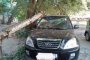В Астрахани дерево раздавило внедорожник