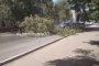 В центре Астрахани дерево упало на два припаркованных автомобиля