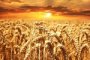 Фермеры Астраханской области совершенствуют навыки по выращиванию пшеницы