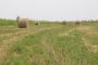 В Астраханской области скосили почти 130 тысяч гектаров сена