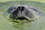 Для каспийских тюленей создадут реабилитационный центр
