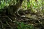 В Астраханской области сняли редкое видео дикого кота