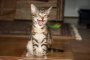 В Астрахани кошка держала в страхе хозяев 