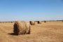 Астраханские фермеры заготовили к зиме свыше 370 тысяч тонн грубых кормов