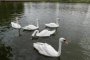 В Астрахани с Лебединого озера снова пропадают лебеди