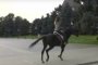 Лошадей, на которых катают детей в Астрахани, предлагают отбирать