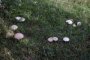В волгоградской больнице от отравления грибами умер ребенок 