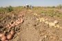 Астраханские фермеры собрали и переработали более миллиона тонн овощей и бахчевых