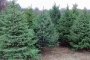 В Астраханской области усилена охрана лесов