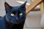 Астраханские котики не попали в годовой рейтинг котиков, но тоже отличились