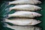 В Астраханской области поймали браконьеров с двумя тоннами судака