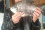 В Астраханской области рыбак вытащил из реки рыбу «паку»
