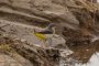 В Астраханской области заметили редкую птицу, которая обитает в Центральной Азии