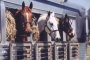 Житель Калмыкии пытался провезти через Астраханскую область трёх лошадей без сертификатов