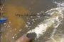 Астраханец снял на видео массовую гибель рыбы в городе