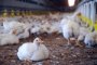 Иранская провинция Мазандаран готова ежемесячно поставлять в Астраханскую область до 5000 тонн куриного мяса