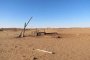 Конфликты пастухов, погибающие скот и арбузы: Астрахань переживает страшную засуху